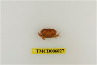 藏品(光手滑面蟹)的圖片